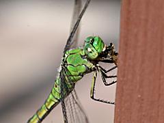 Western Pondhawk (female)